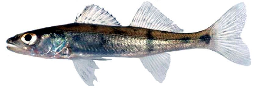 Sander lucioperca_07.jpg